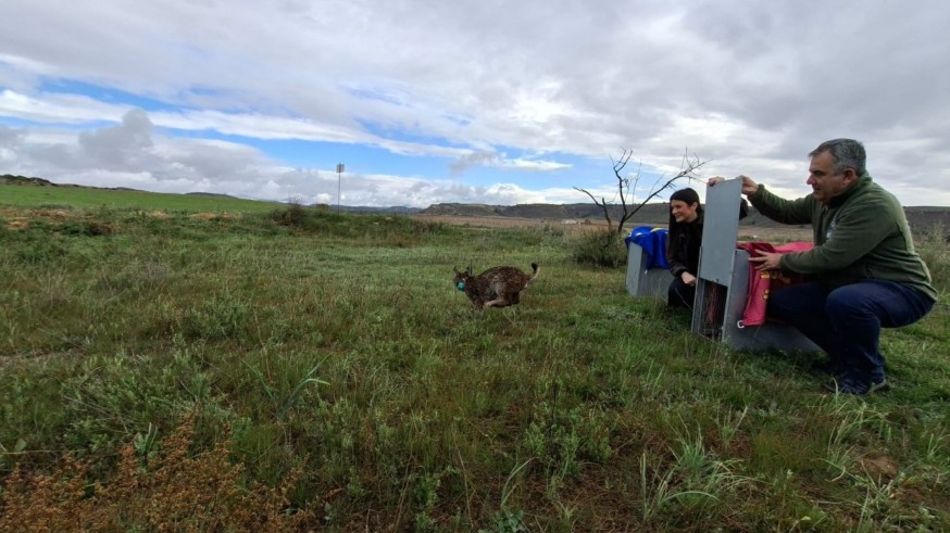 Dos nuevos linces ibéricos refuerzan la población en las Tierras Altas de Lorca