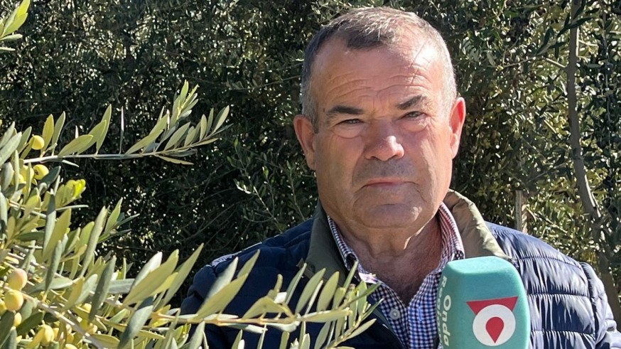 La campaña de la aceituna es abundante y estabiliza el precio del aceite