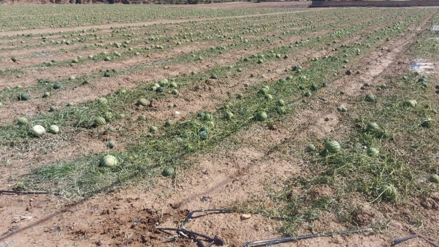 De un adelanto de cosecha de sandía a la pérdida total para algunos agricultores lorquinos