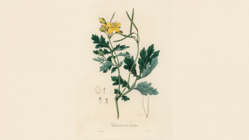 La Magia de las Plantas con Diego Rivera. Herbarios