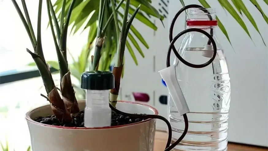 La magia de las plantas. Cómo ha afectado la sequía a los jardines