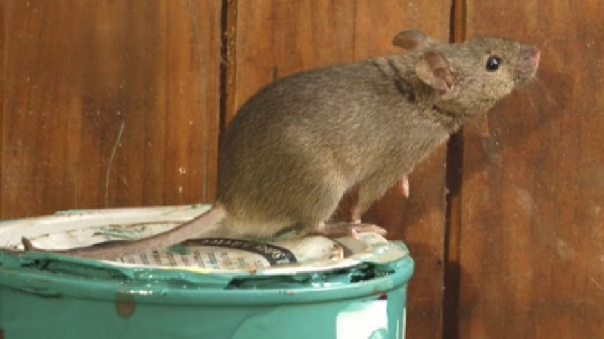 Las plagas de ratas pueden causar problemas de salud y daños en el edificio. RENTOKIL INITIAL