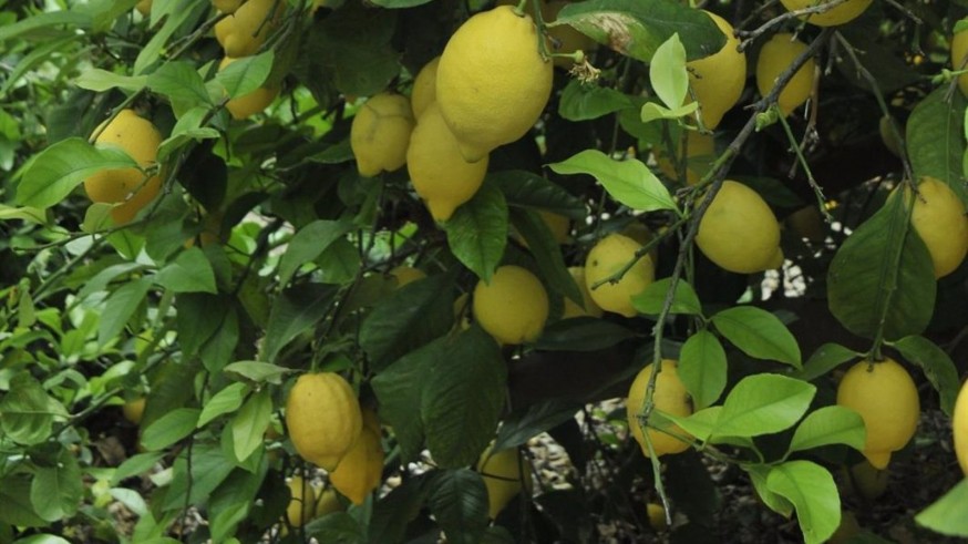 El limón fino se queda en el árbol porque su precio, de 20 céntimos el kilo, no cubre gastos
