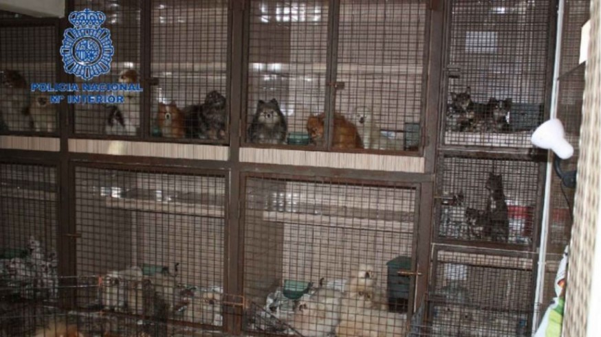 Ingresa en prisión una pareja de Molina que tenía un criadero ilegal con 300 animales hacinados
