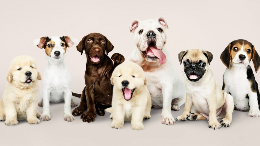 Una cita con Sherlock Health. Resistencia a antibióticos entre mascotas.