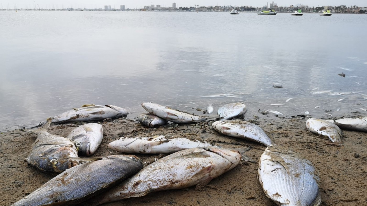 Fiscalía abrirá una investigación a raíz de la muerte de miles de peces y otras especies en el Mar Menor