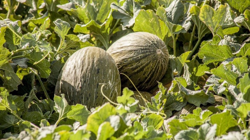 La Región de Murcia produce la mitad de los melones que exporta España