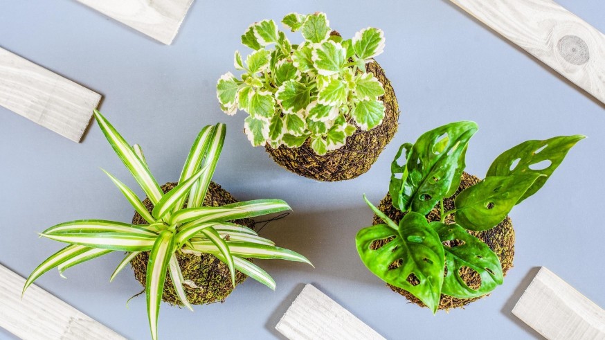 La magia de las plantas. Kokedamas