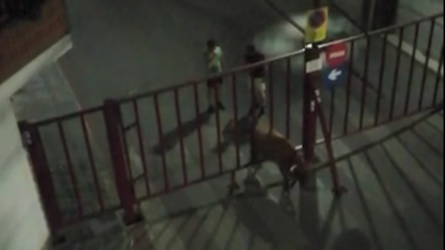 Susto en Moratalla tras escaparse una vaca en el encierro nocturno