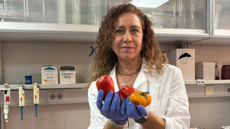 Recuperan variedades tradicionales de tomate capaces de producir hasta un 30% más ante el clima extremo