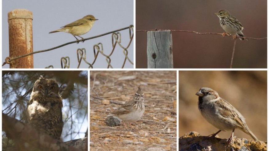 Medio centenar de aves en la Rambla del Cañar de Cartagena