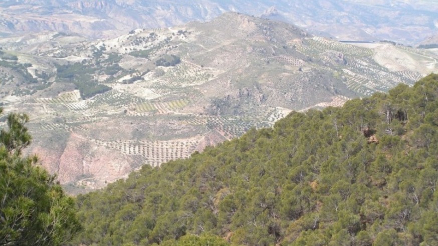 Buscan en Andalucía una avioneta desaparecida desde el viernes que despegó de Totana