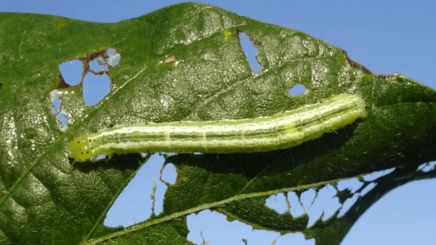 "Llevamos dos inviernos con plagas de oruga y pulgón en las plantaciones cuando antes sólo se reproducían con el calor"