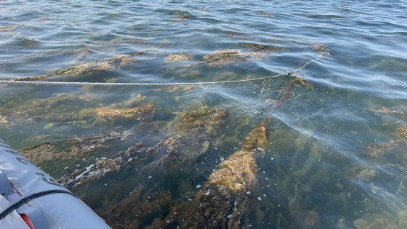 Denuncian la aparición de una franja de dos kilómetros de algas en el Mar Menor