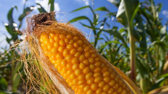 La Comisión Europea autoriza la venta de dos transgénicos de maíz y soja para alimentación humana y piensos