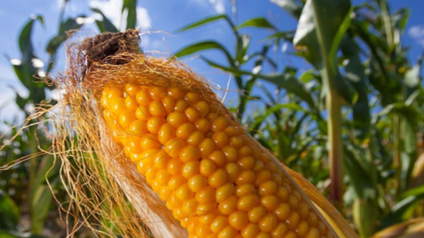 La Comisión Europea autoriza la venta de dos transgénicos de maíz y soja para alimentación humana y piensos
