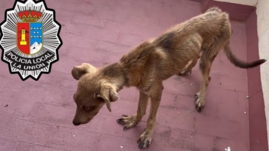 Investigan a una pareja por presunto maltrato animal tras rescatar a un perro desnutrido y sin agua en La Unión