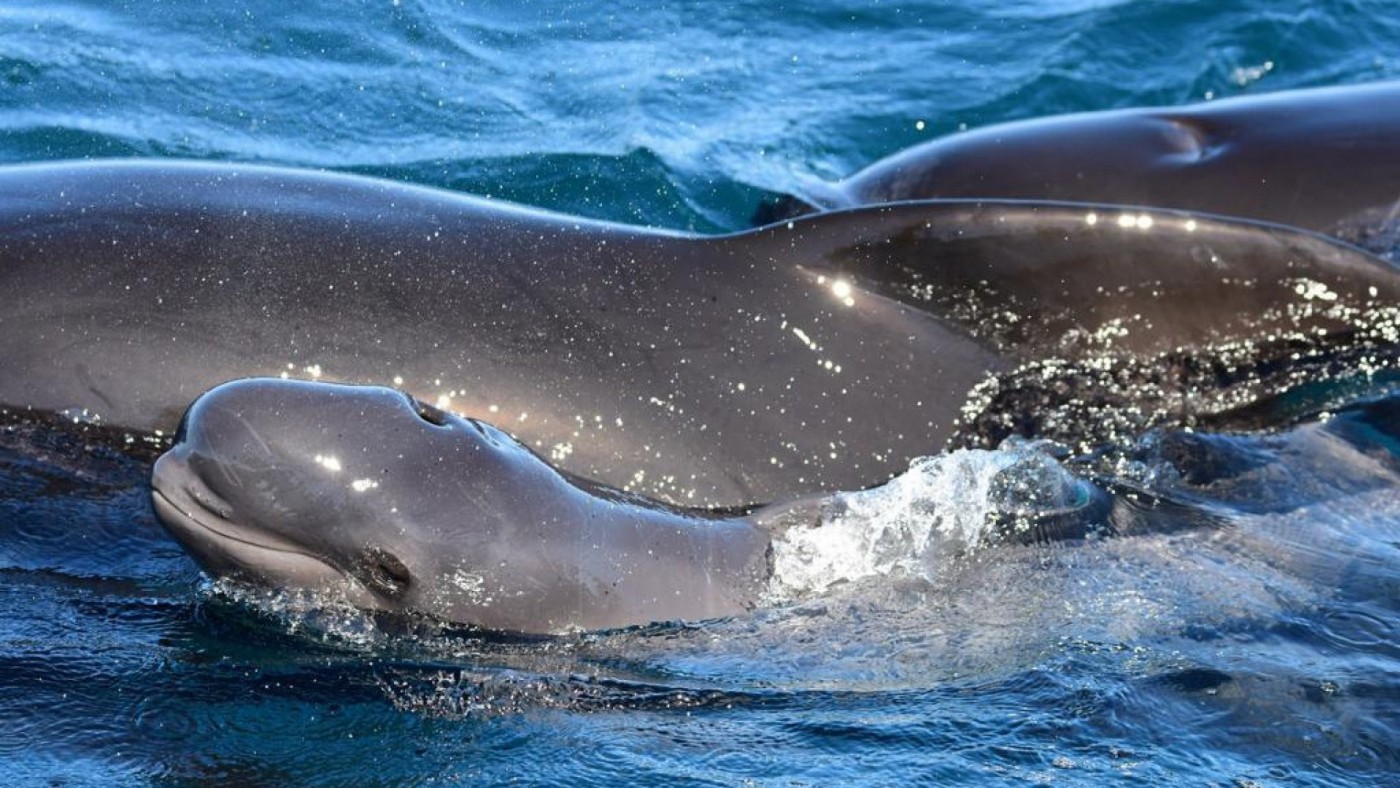 ANSE documenta 30 familias de calderones entre 400 avistamientos de cetáceos