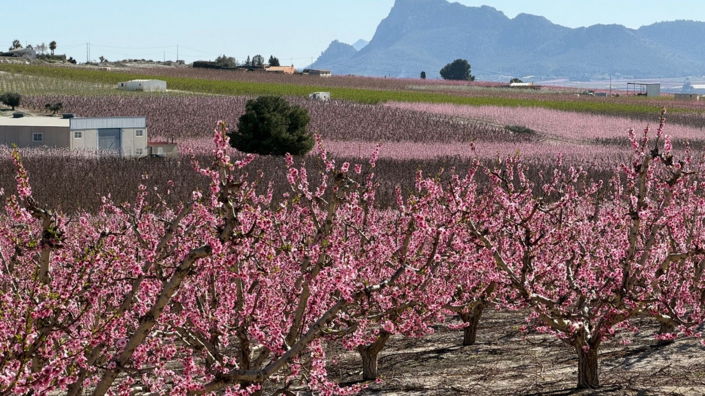 El buen tiempo aviva la asistencia de visitantes a la Floración de Cieza