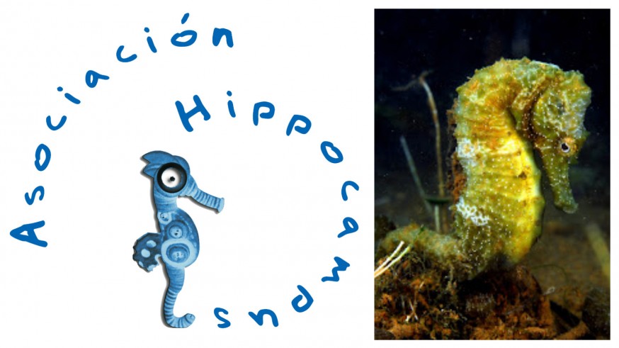 PLAZA PÚBLICA. La Asociación Hippocampus retomará su muestreo en el Mar Menor para comprobar la salud de los caballitos de mar