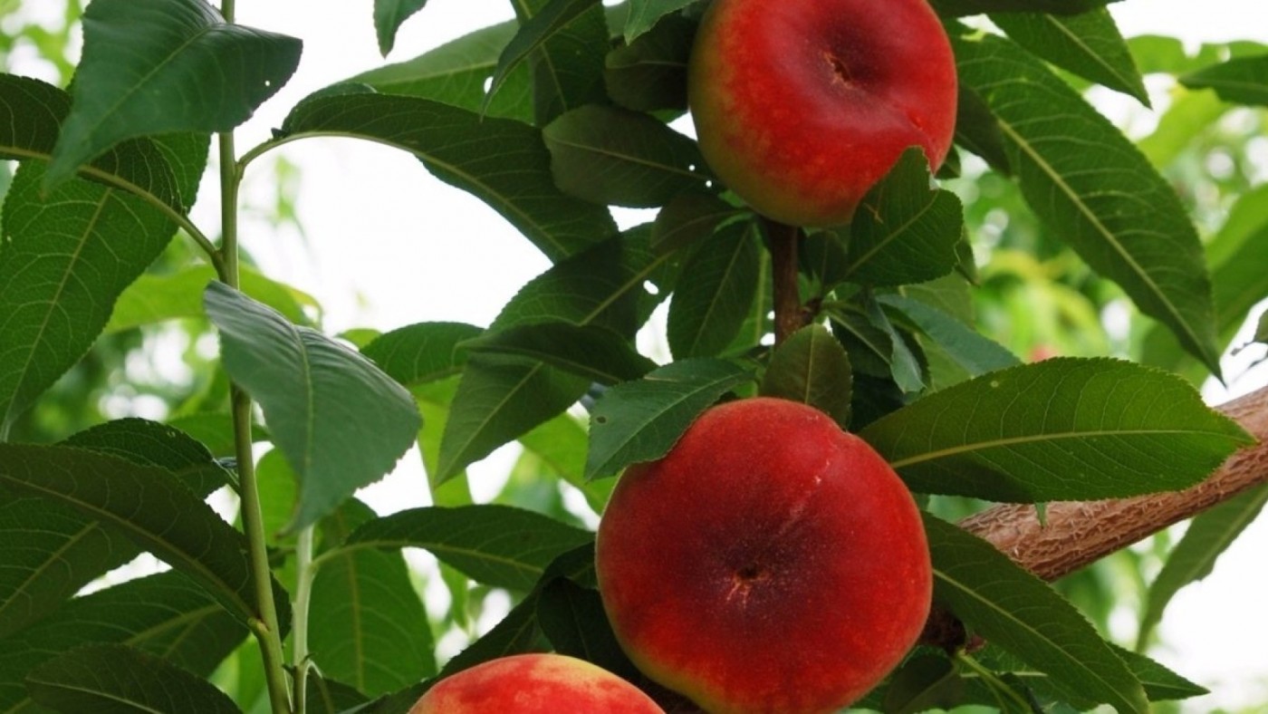 UPA califica de "desastrosa" la campaña de fruta debido al clima