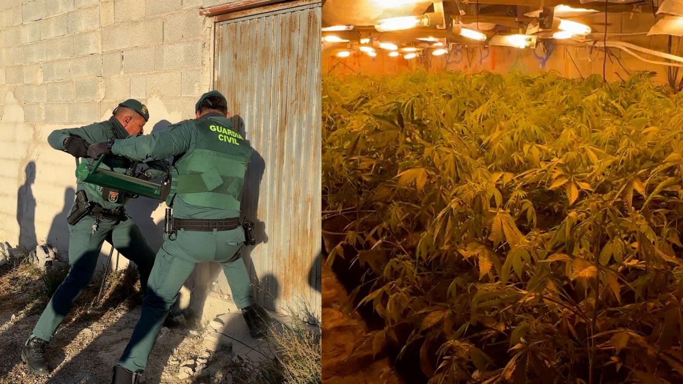 Desarticulado un grupo juvenil con más de 300 plantas de marihuana en Cieza