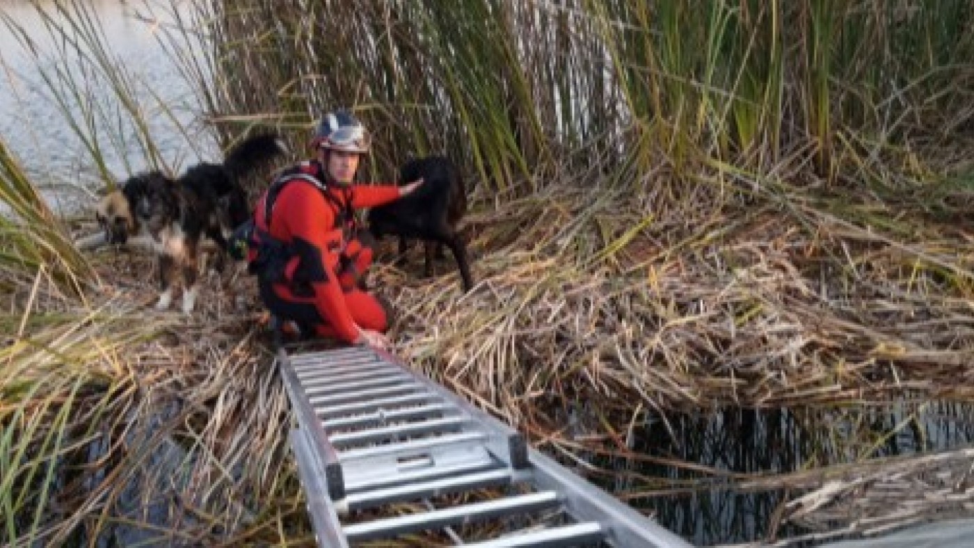 Bomberos del CEIS rescatan tres perros atrapados en una balsa de Caravaca