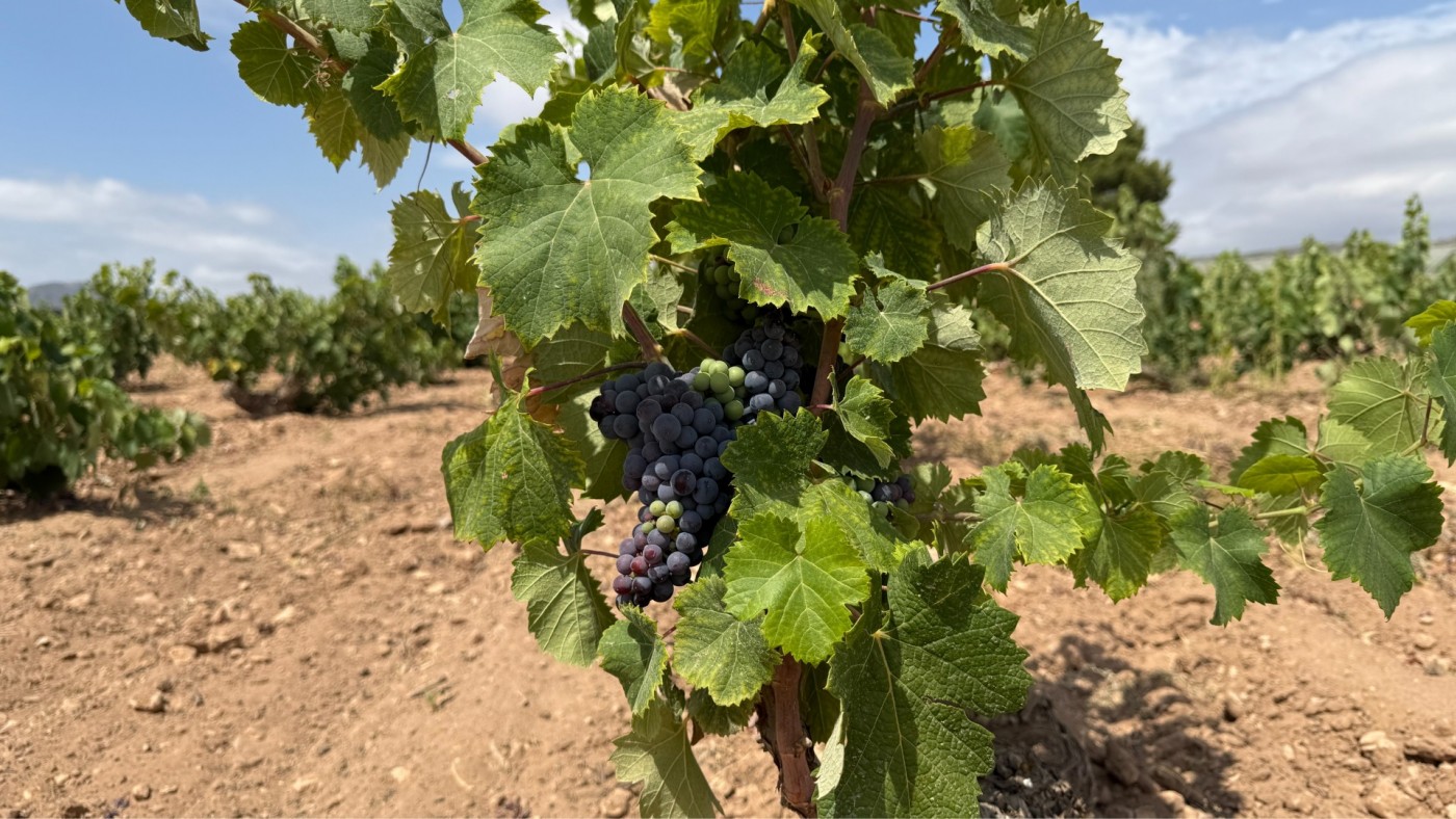 La vendimia jumillana empieza con uvas de gran calidad y la vista puesta en el cielo