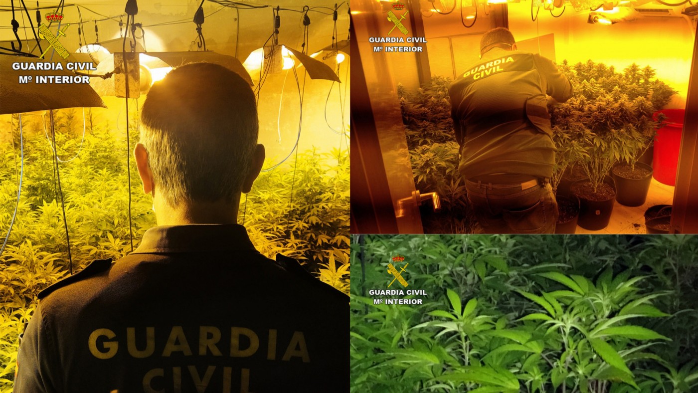 Plantas de marihuana en los invernaderos desmantelados en Los Alcázares. GUARDIA CIVIL