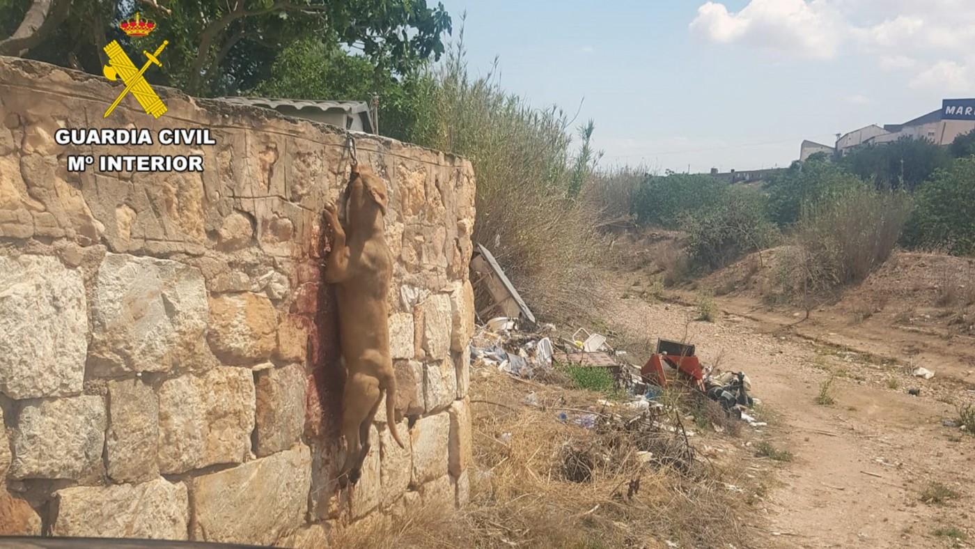 Investigan al propietario de un perro que apareció ahorcado en una finca de Fuente Álamo 