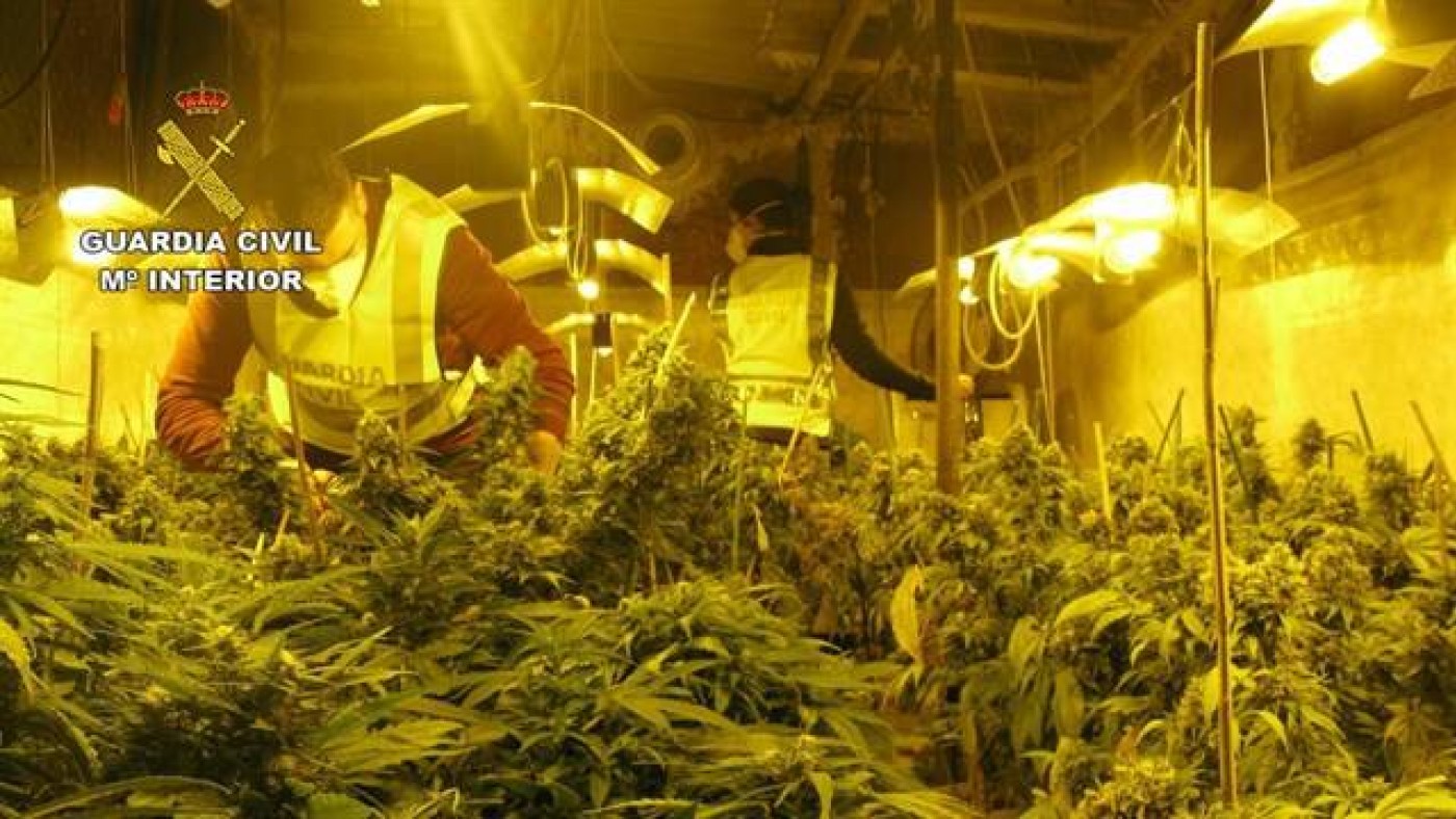 Invernadero clandestino de marihuana en Sangonera La Seca. GUARDIA CIVIL 