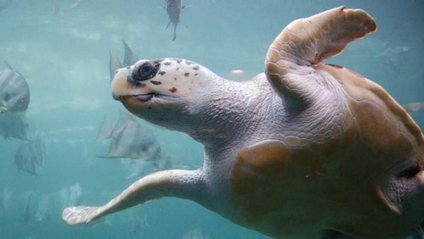 ANSE pide avisar al 112 en caso de ver huellas de tortuga boba en la playa en el inicio de su época de anidamiento