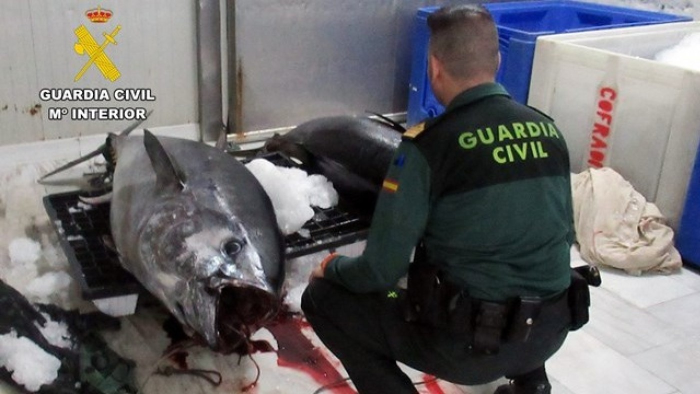 La Guardia Civil detecta capturas furtivas en reservas protegidas de la Región de Murcia y venta irregular de pescado en restaurantes