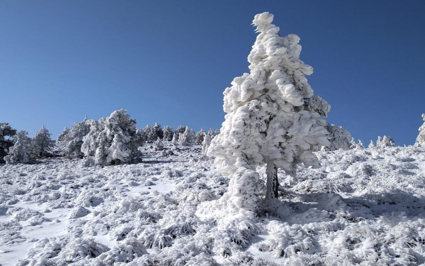 Espectacular cencellada en Moratalla