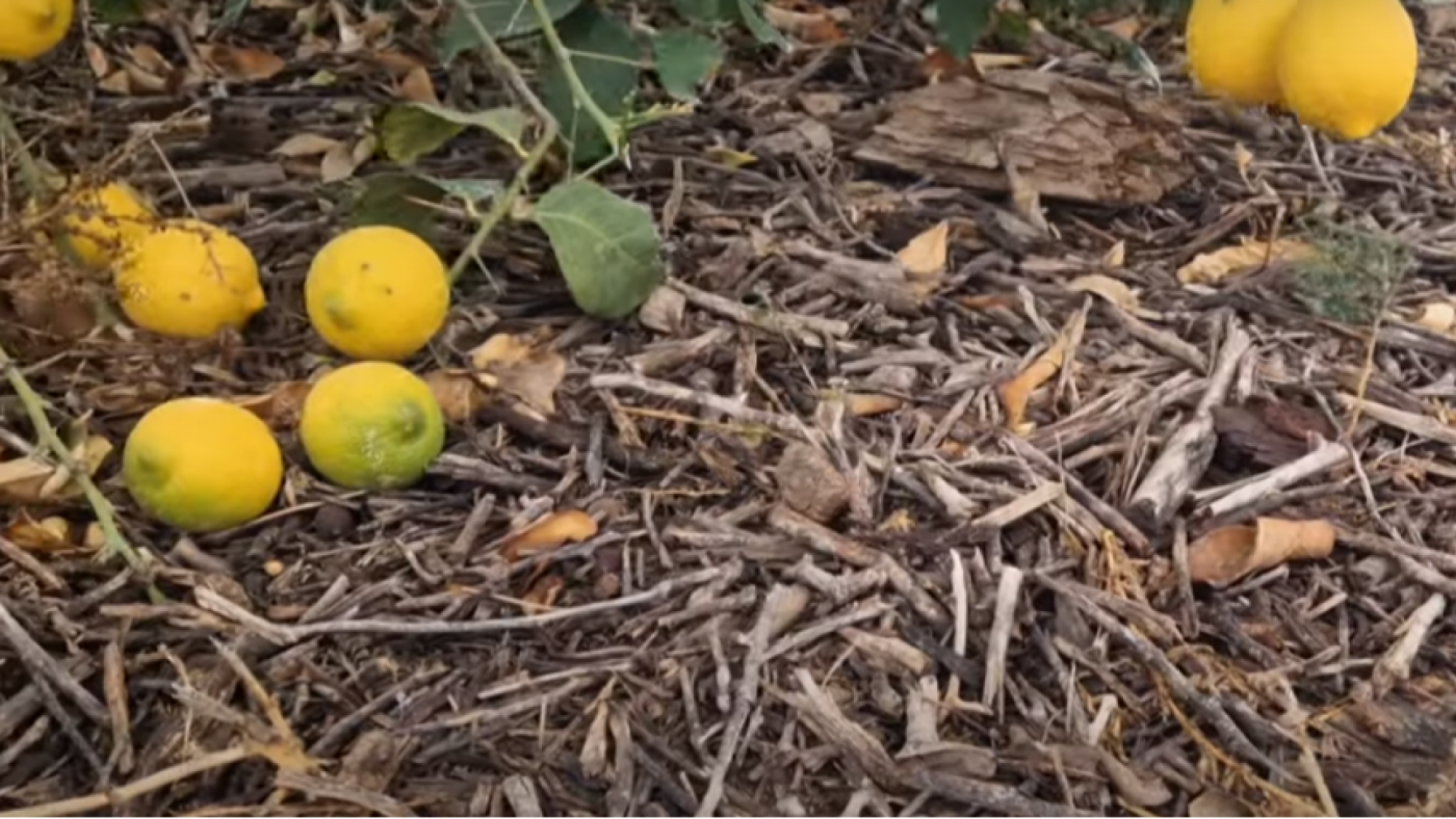 Acolchar los árboles con restos triturados de poda mejora la productividad de los limoneros