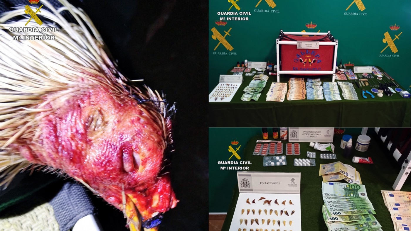 Imágenes sobre la operación de la guardia civil en el tentadero de gallos