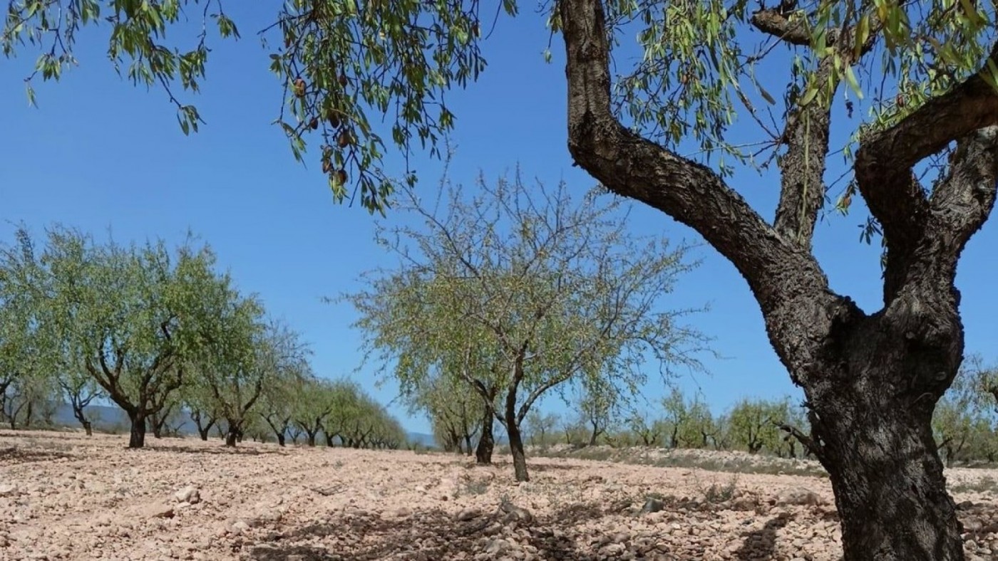 Un 12% de las plantaciones de secano ya se han perdido en la Región de Murcia debido a la grave sequía