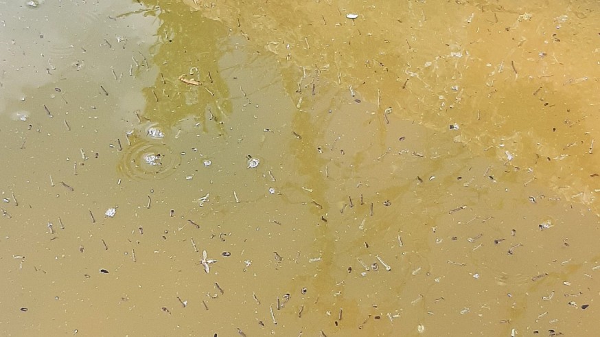 Larvas de mosquito desarrollándose en un charco de lluvia. Fuente: David Verdiell