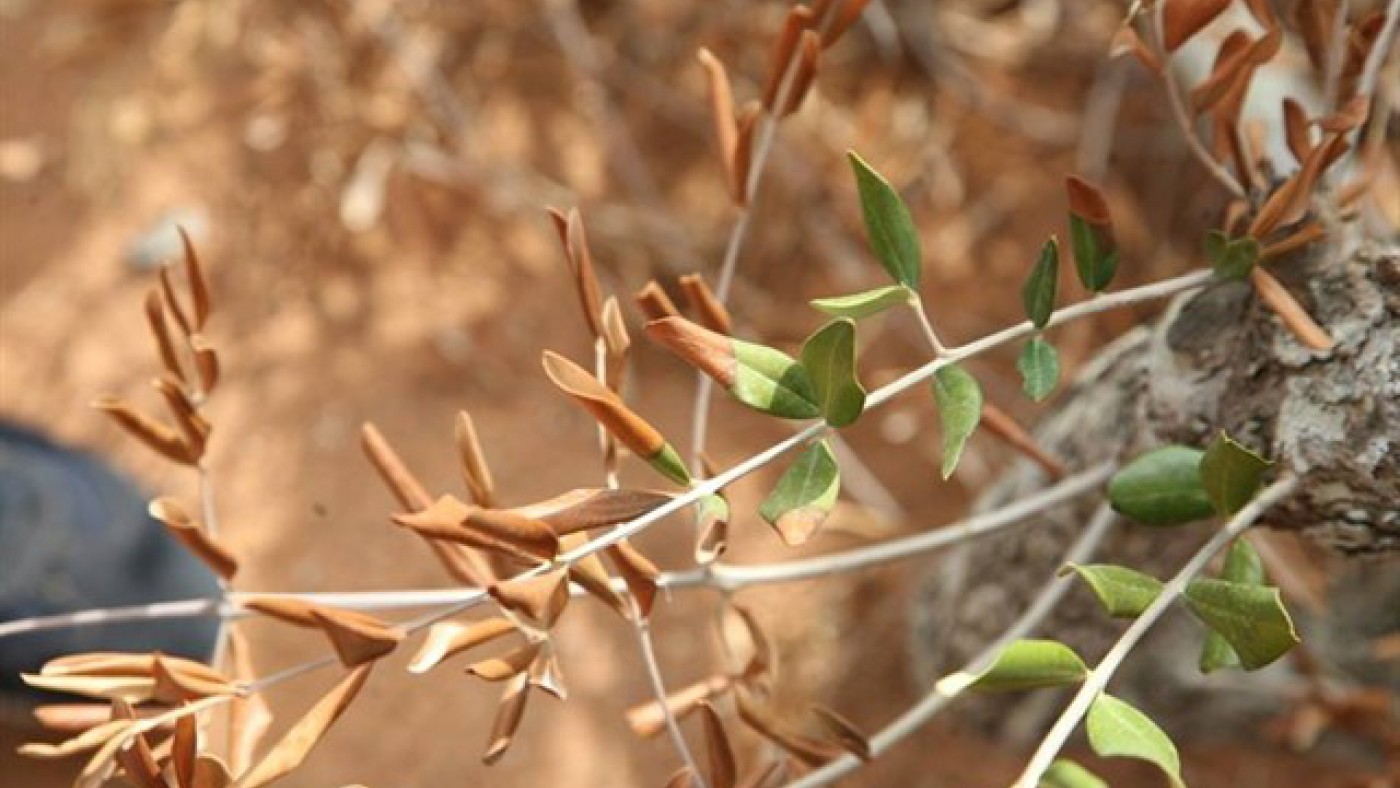 Xylella fastidiosa ataca a olivo en Baleares