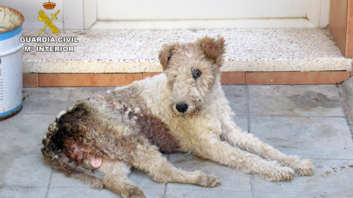 Investigan en Murcia al dueño de una perra por maltrato animal