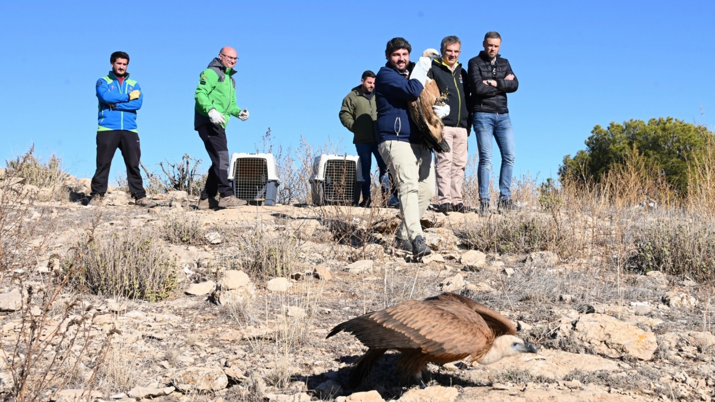 El buitre leonado triplica la población en la Región de Murcia, con casi 300 parejas reproductoras
