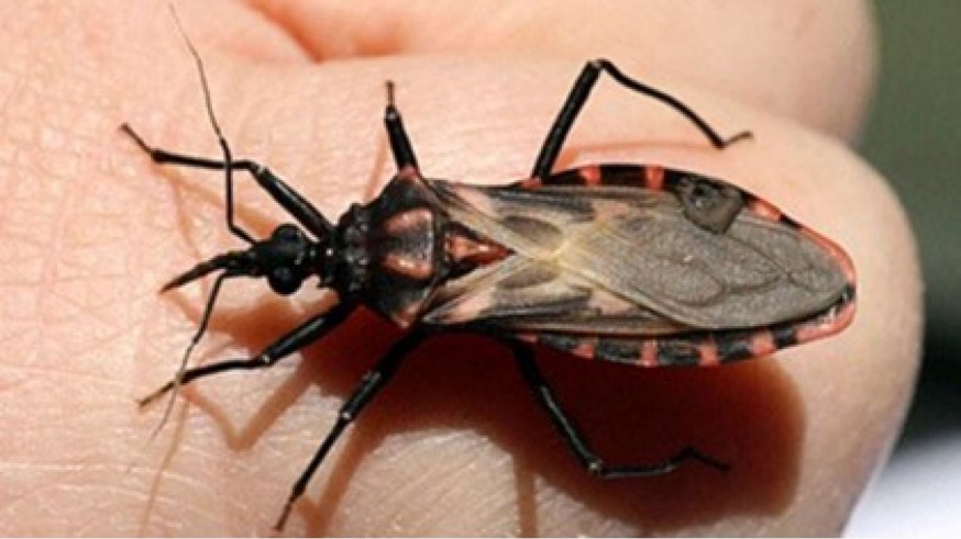 La enfermedad de Chagas: el "asesino silencioso" que la Región de Murcia lidera en combatir