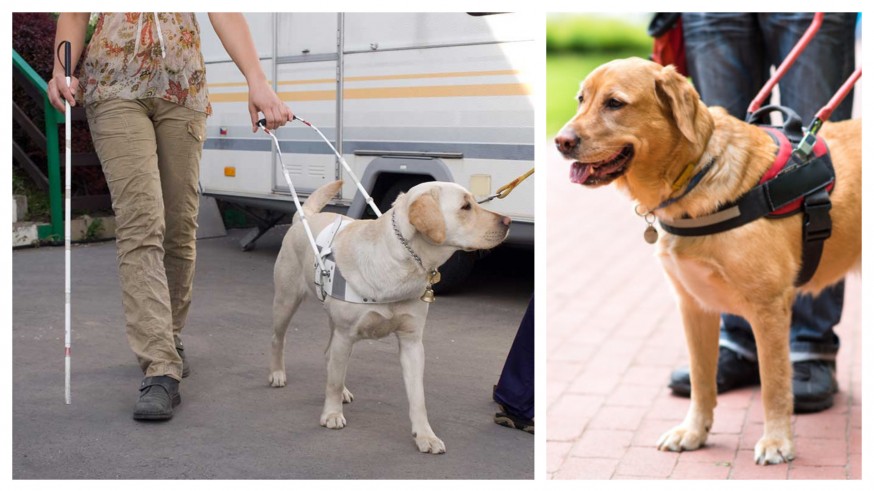 PLAZA PÚBLICA. Día Internacional del Perro Guía, apoyo a personas con discapacidad visual