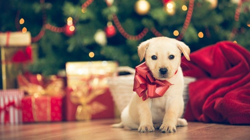 Animalicos: La responsabilidad de adoptar una mascota