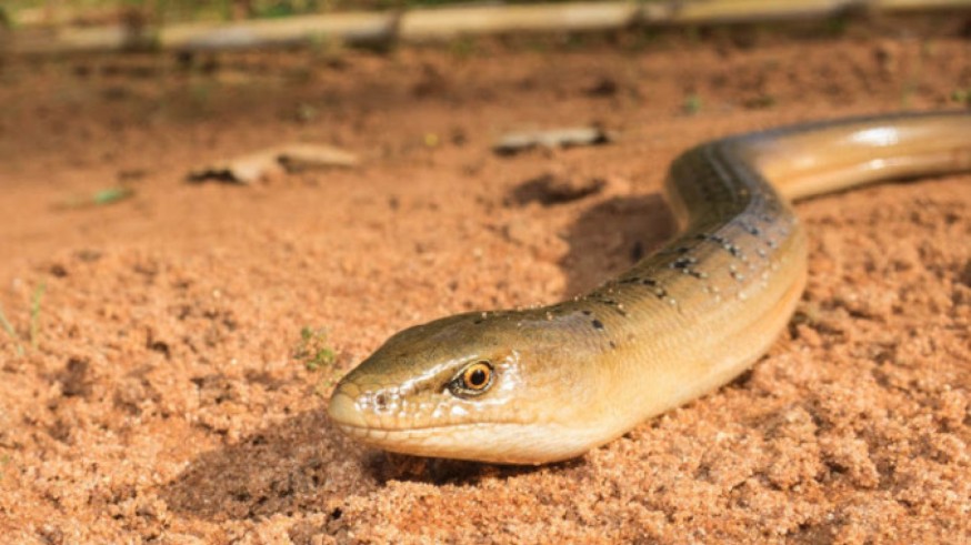 Los restos del lagarto encontrado corresponden a un animal que tendría un aspecto similar a este reptil