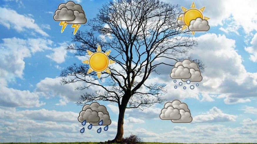 Árbol con símbolos meteorológicos