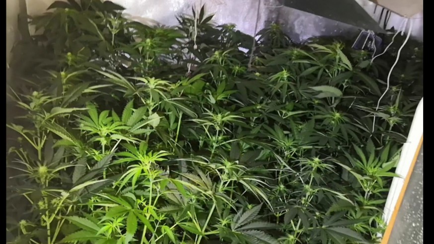 En total se incautaron 60 plantas de marihuana