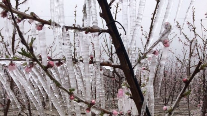 Los frutales de la Vega Alta tendrán un reposo invernal mayor que el año pasado