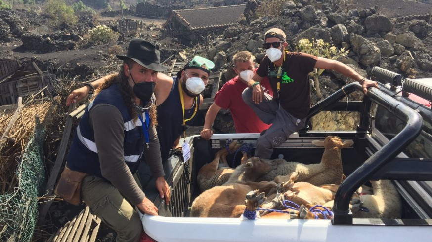 Veterinarios de Canarias rescatando animales afectados por el volcán.