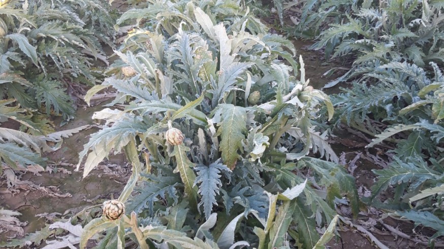 Plantaciones de alcachofas afectadas por las heladas